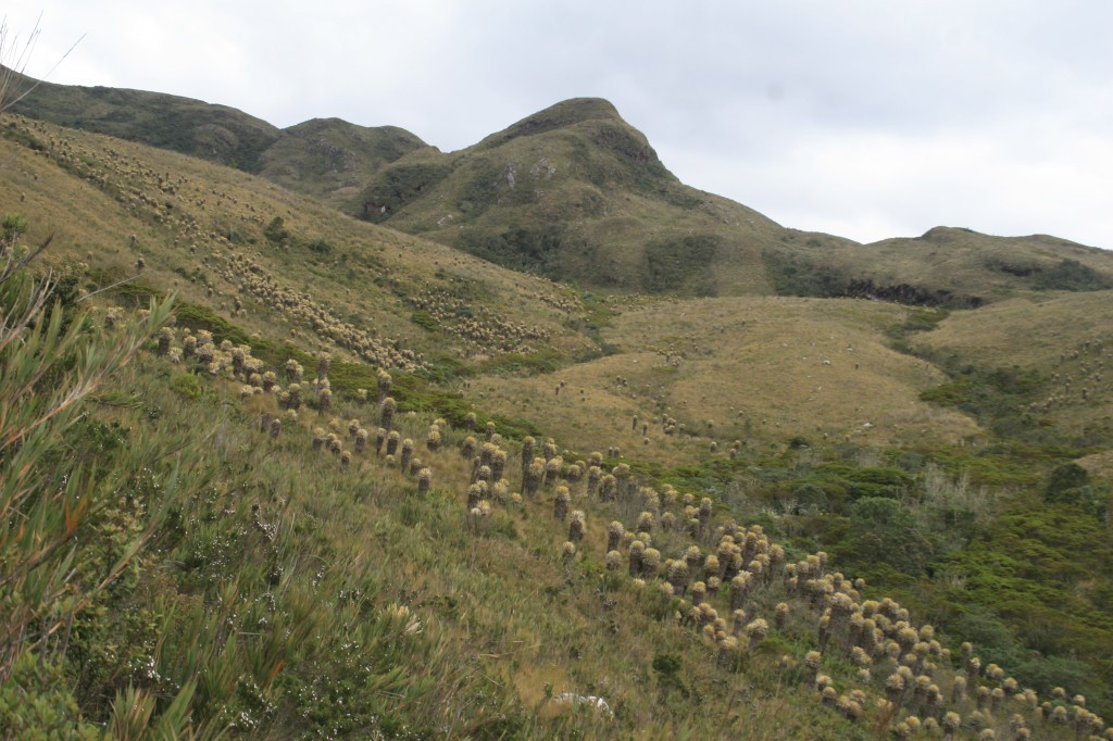 La nueva variedad de rana terrestre, habita los páramos del complejo Iguaque Merchán, al norte del Municipio de Arcabuco, en Boyacá. 