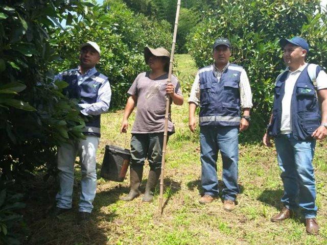 Productores De Aguacate Hass En El Cauca Siguen Las Disposiciones Del