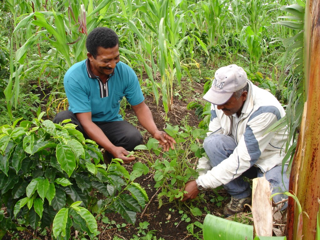 campesinos caucanos cafeteros