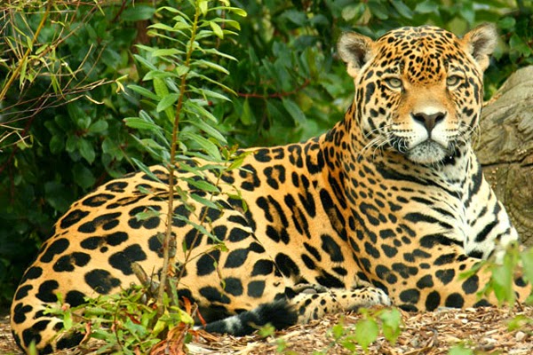 Tala de bosques en el Macizo amenaza al jaguar Panthera onca - Periódico La  Campana - Periódico La Campana