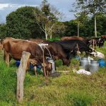 Training Cycle for Sustainable Livestock began in Cauca – La Campana Newspaper