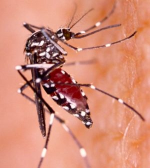 El mosquito Aedes aegypti es el principal transmisor del dengue.