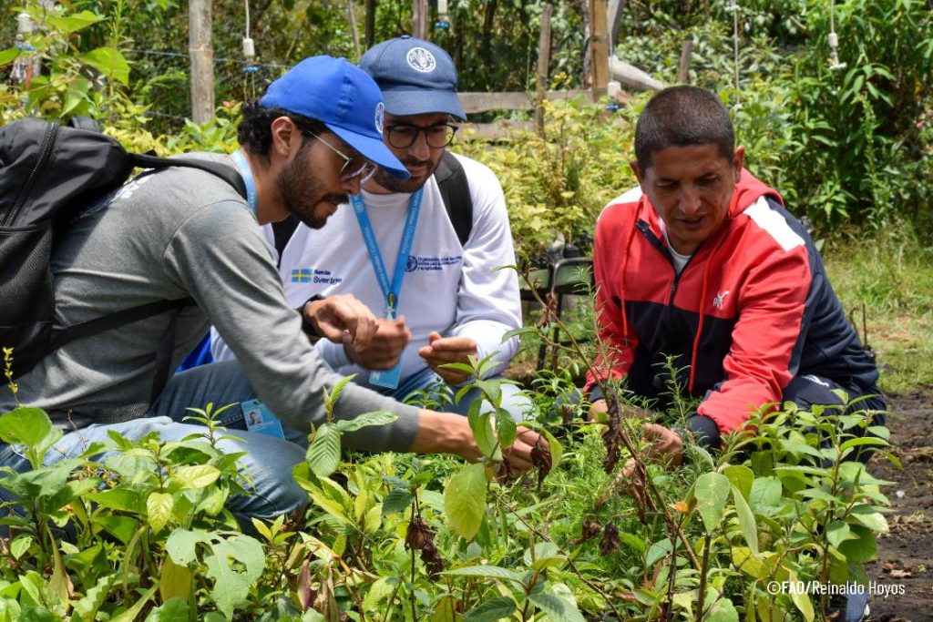 Se crearon 24 viveros comunitarios para la propagación de material vegetal, para la restauración de especies nativas que enriquecen el modelo agroflorístico.